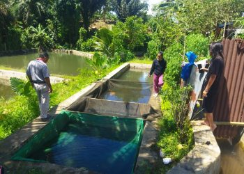 Monitoring Kepala Dinas Perikanan BU ke BBI (Balai Benih Ikan) Lubuk Durian dan  BBi  Pagar Mas Kuro tidur